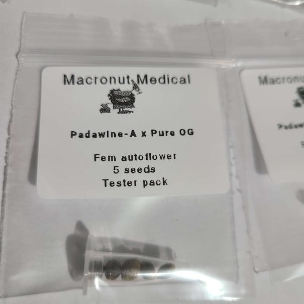 Padawine - A Pheno  x Pure OG
