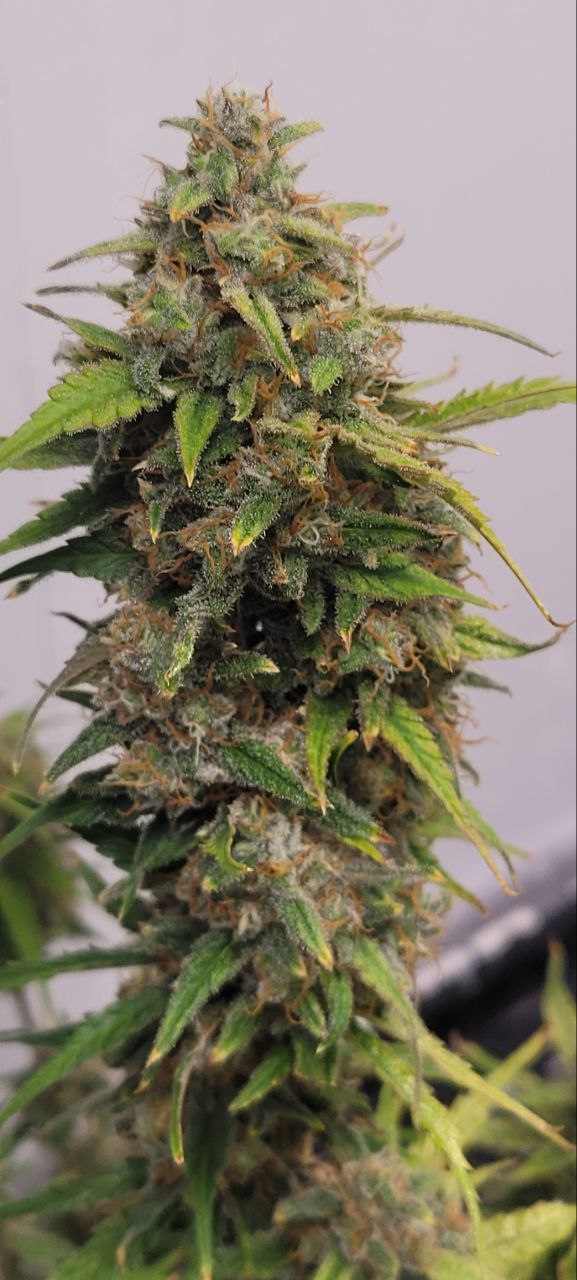 Tester-Moreoz x Toasted Tangerine F2 (7seeds)