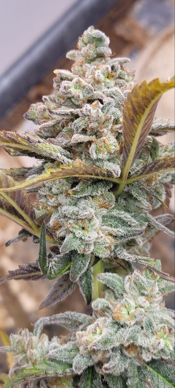 Tester-Moreoz S1 (7seeds)