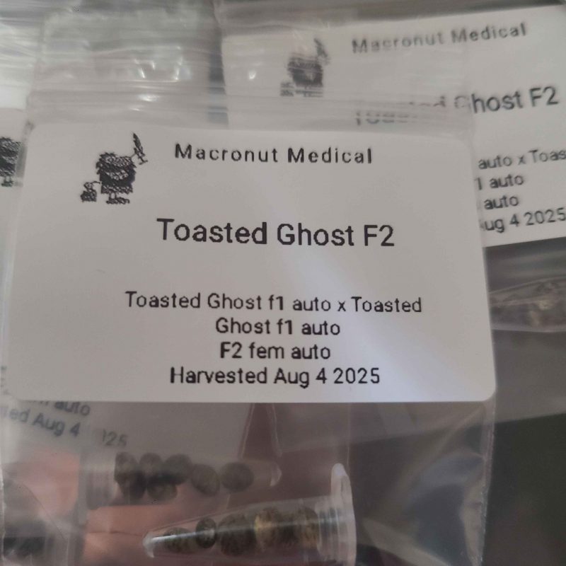Toasted Ghost F2 Female Autoflower