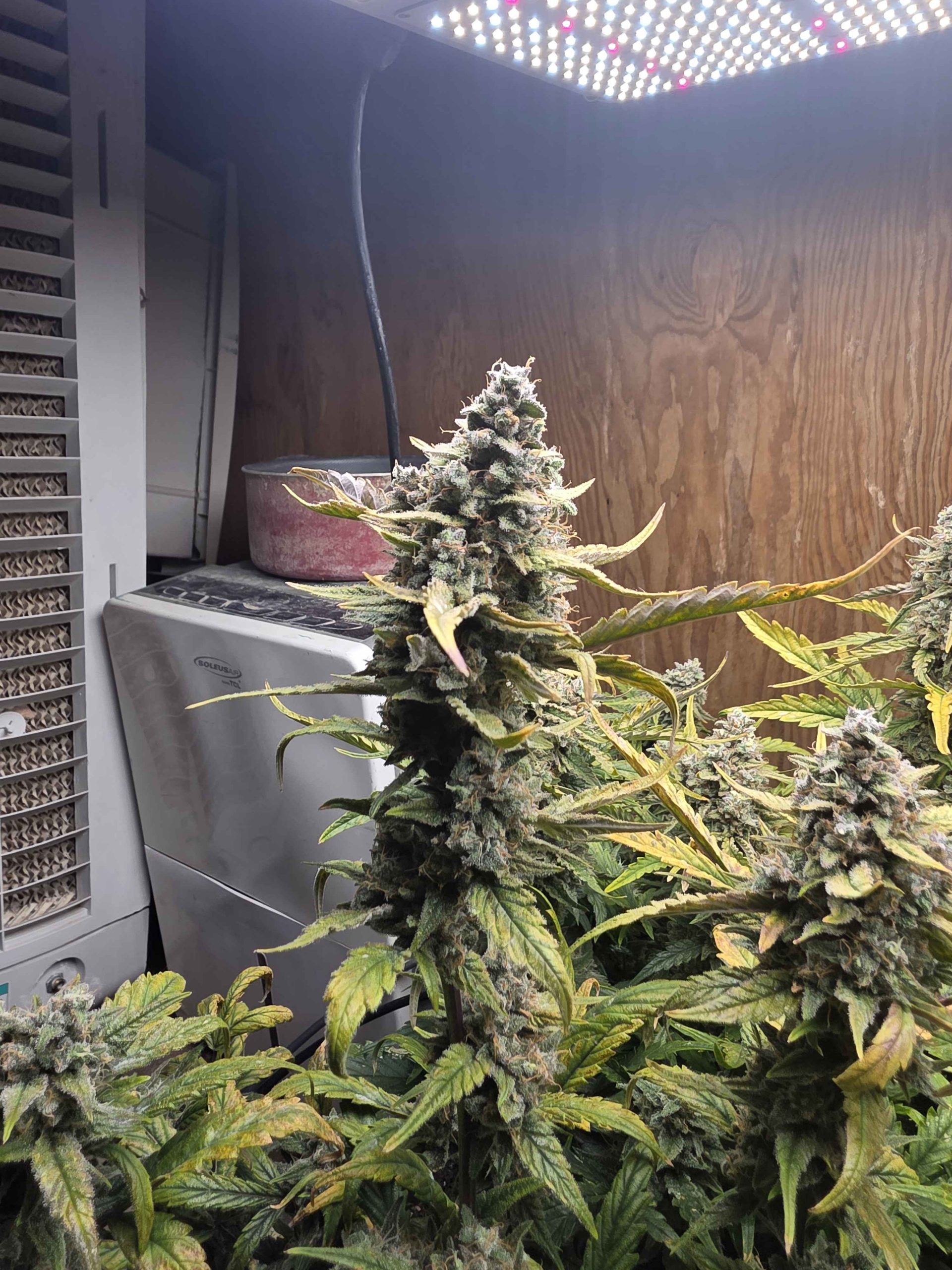 Monster Cookies II Female Autoflower