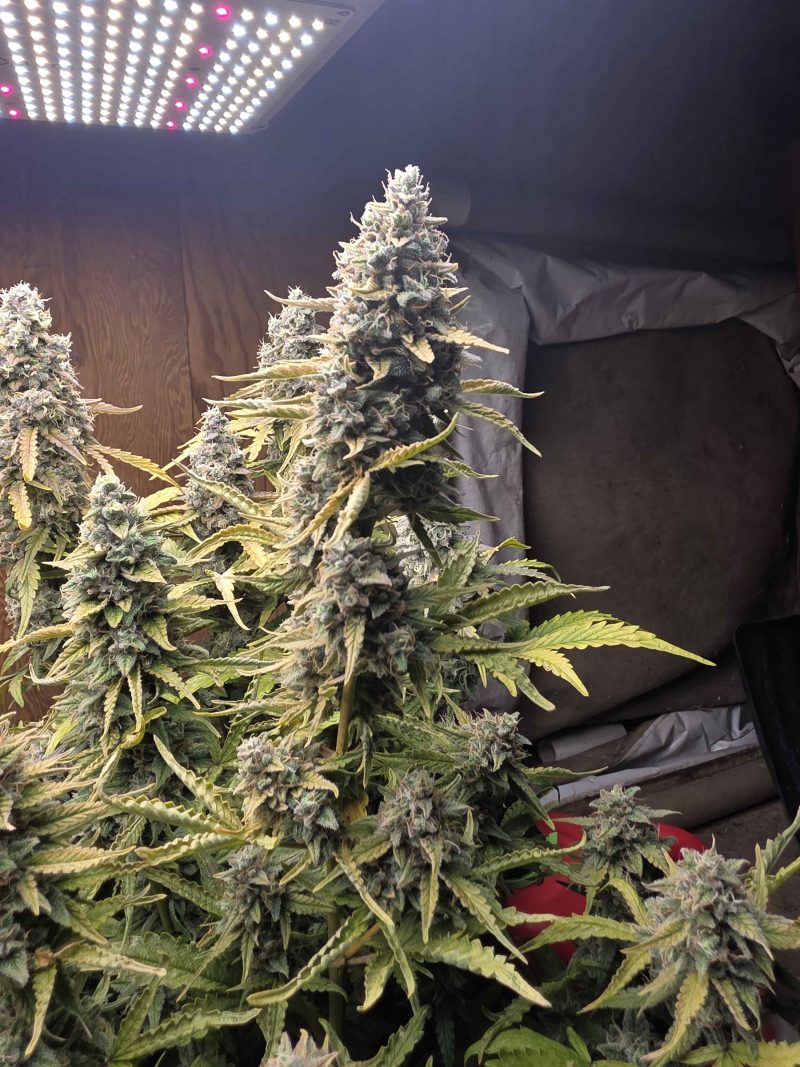 Toasted Ghost F2 Female Autoflower