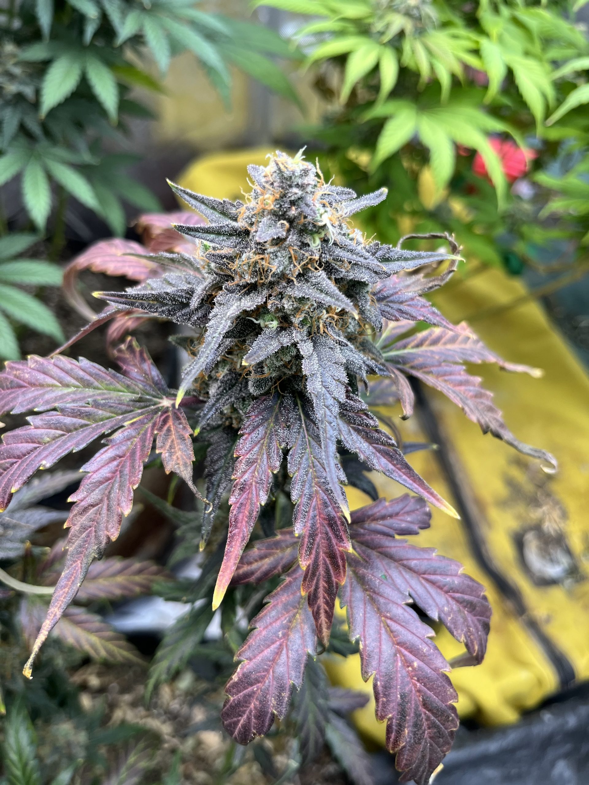 Monster Cookies II Female Autoflower