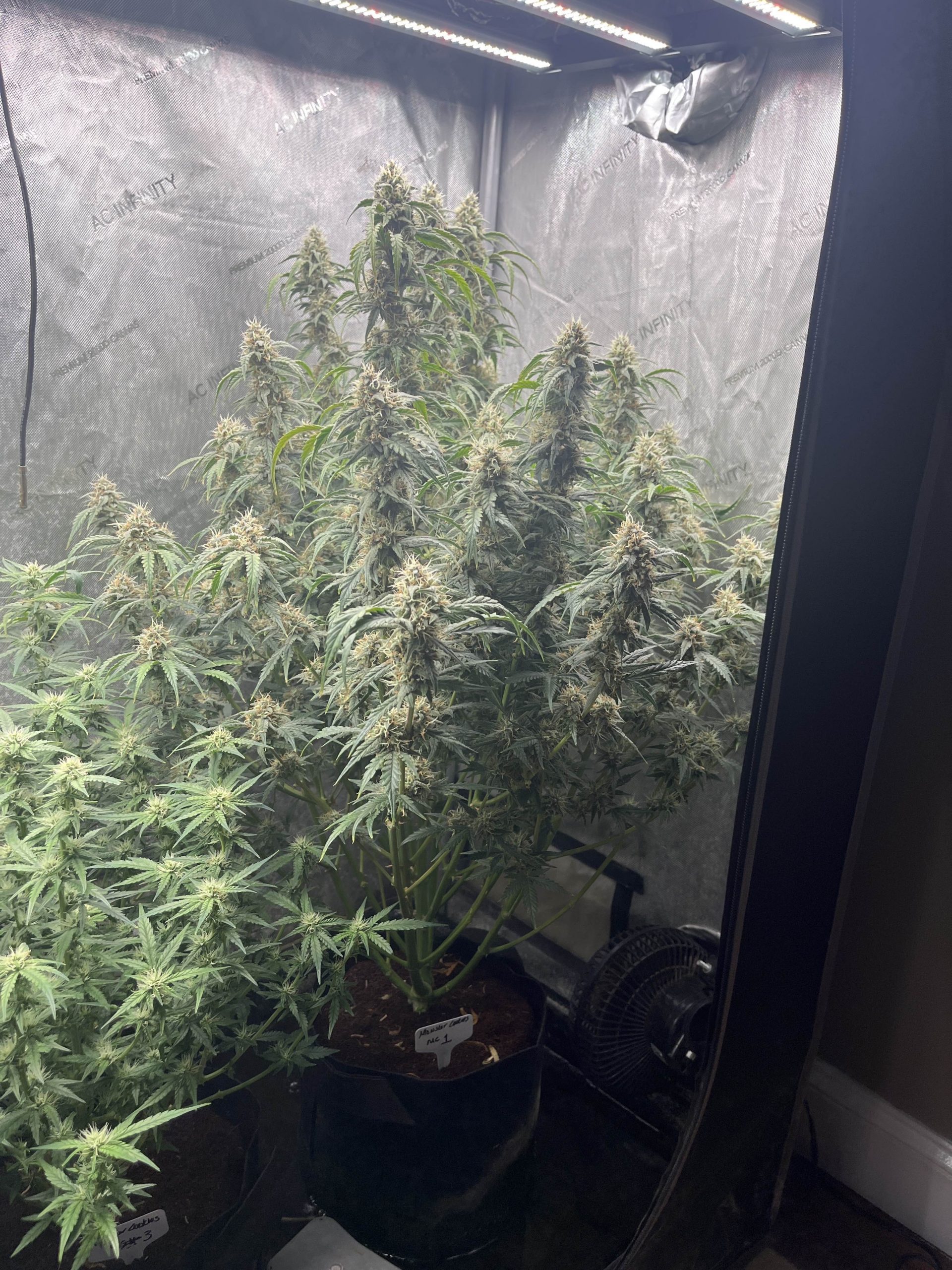 Monster Cookies II Female Autoflower