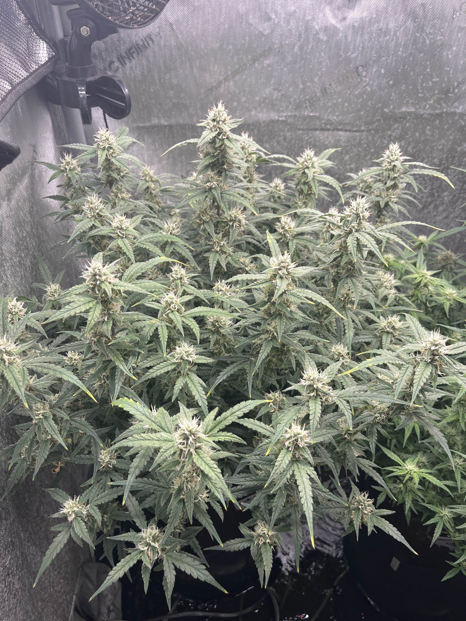 Monster Cookies II Female Autoflower