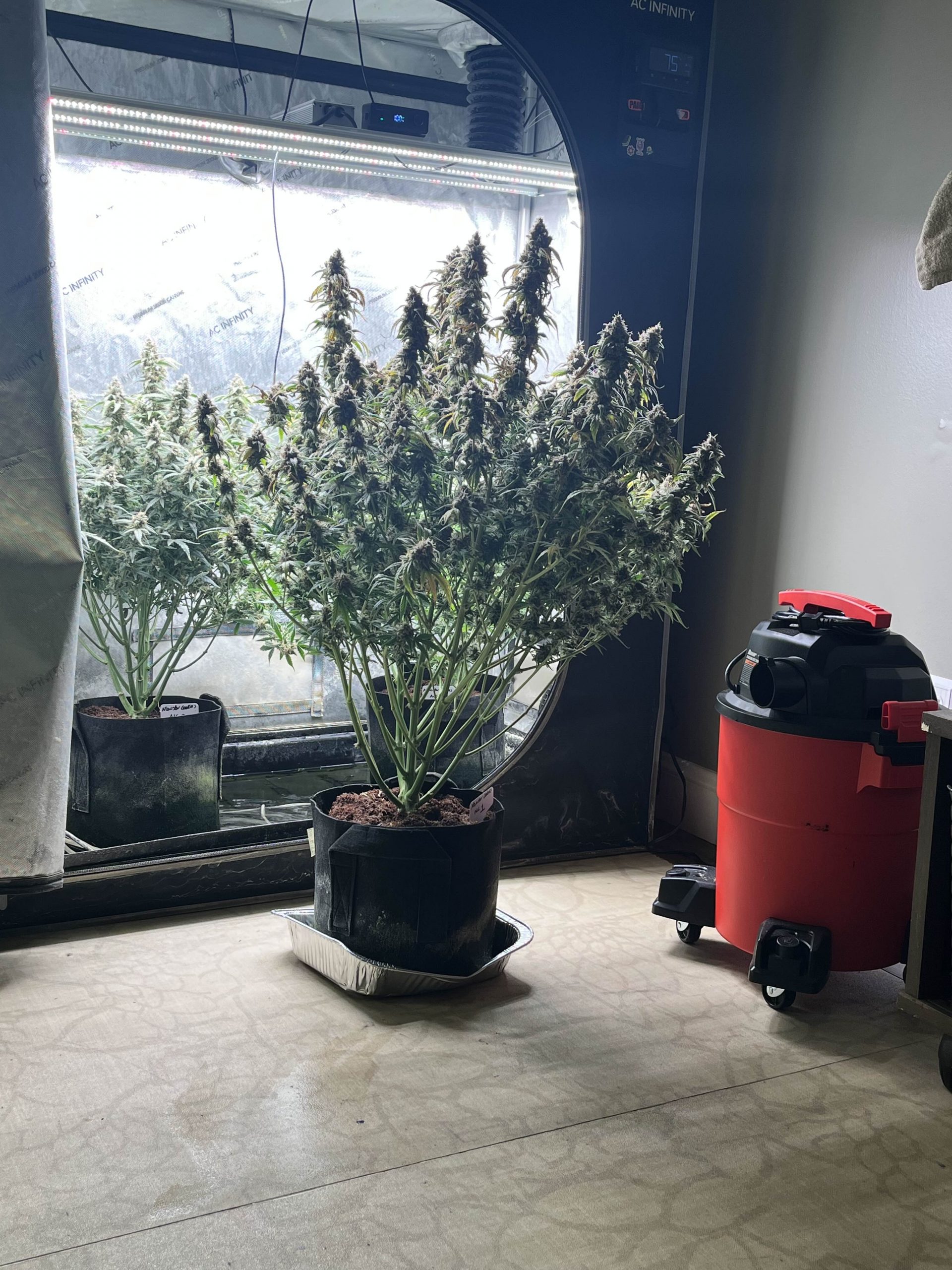 Monster Cookies II Female Autoflower