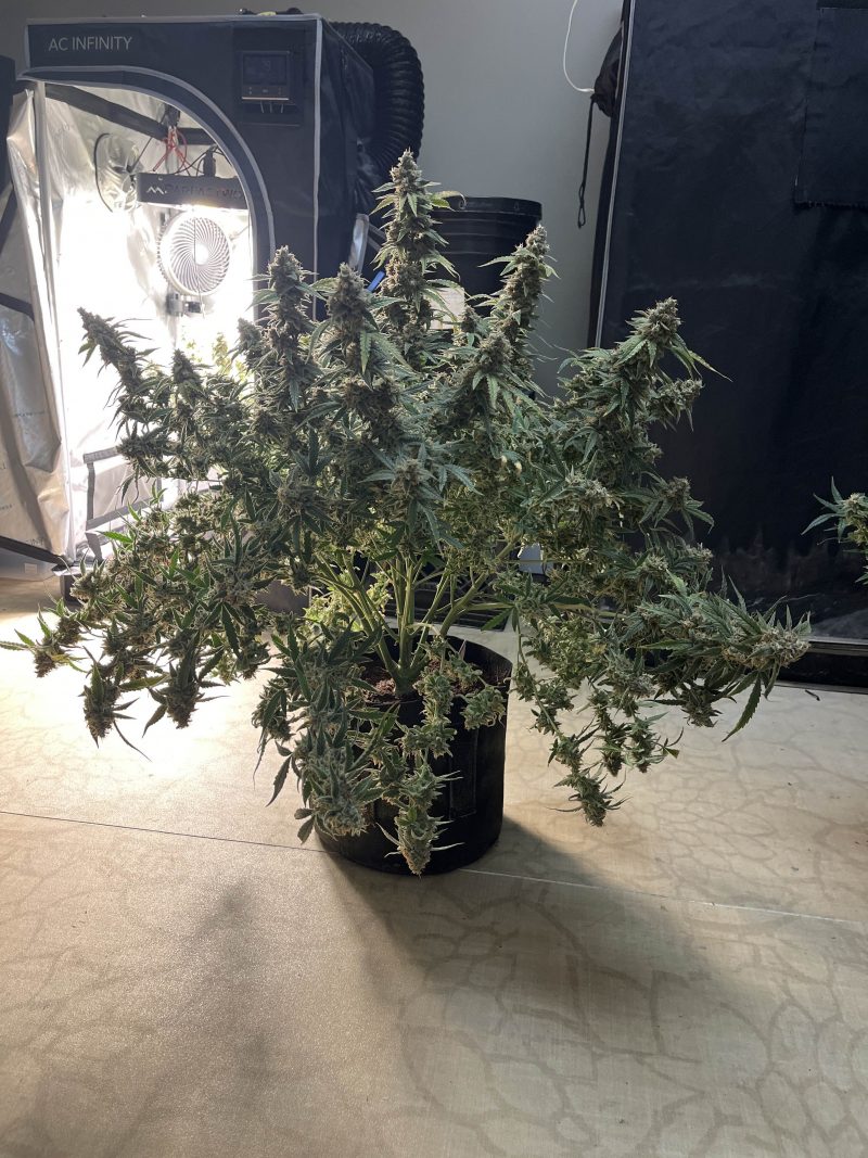 Monster Cookies II Female Autoflower