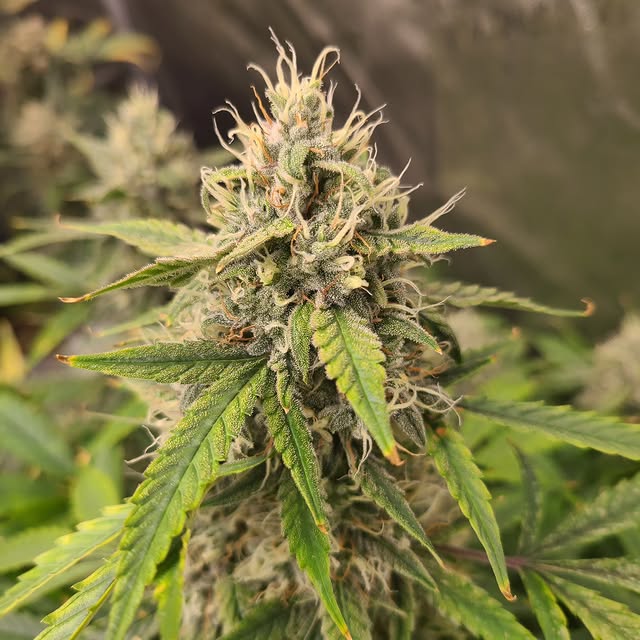 Space Ghost Female Autoflower